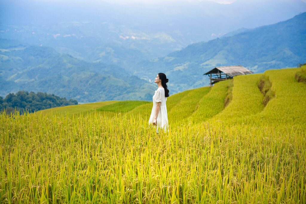 vietnam, nature, lua, rice, hoangsuphi, hagiang, mountain, ruongbacthang, women