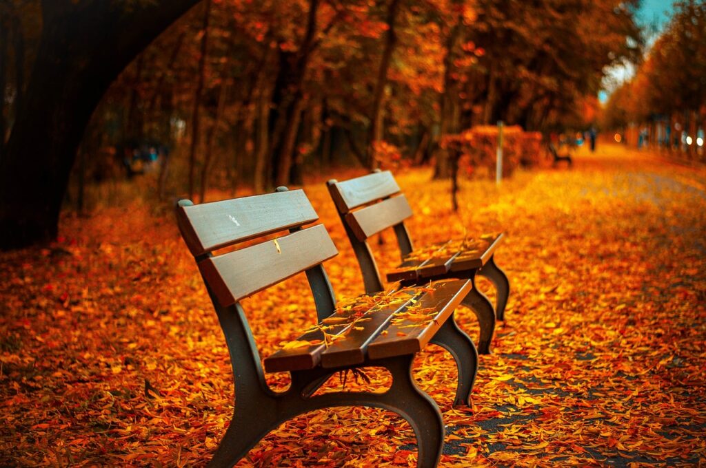 benches, autumn, park, rest, sit, park bench, nature, seats, wood, wooden bench, leaves, foliage, autumn leaves, autumn foliage, autumn season, autumn colors, fall, fall foliage, fallen leaves, fall colors
